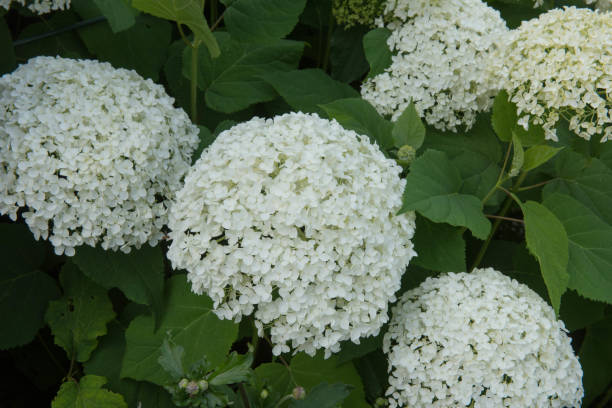 teste di fiori bianchi di un arbusto di ortensia in fiore estivo (hydrangea aborescens 'annabelle') che crescono in un country cottage garden nel somerset rurale, inghilterra, regno unito - annabelle foto e immagini stock