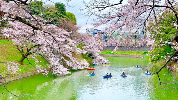 istock Cherry trees behind a lake with reflection on the water and people boating 1267277687