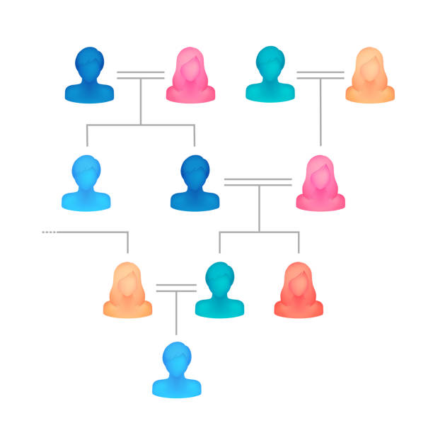 Family tree vector illustration ( faceless silhouette person ) Family tree vector illustration ( faceless silhouette person ) pics of family tree chart stock illustrations