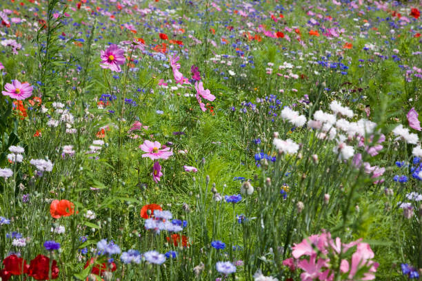 istock Wildflowers in meadow 1267278633