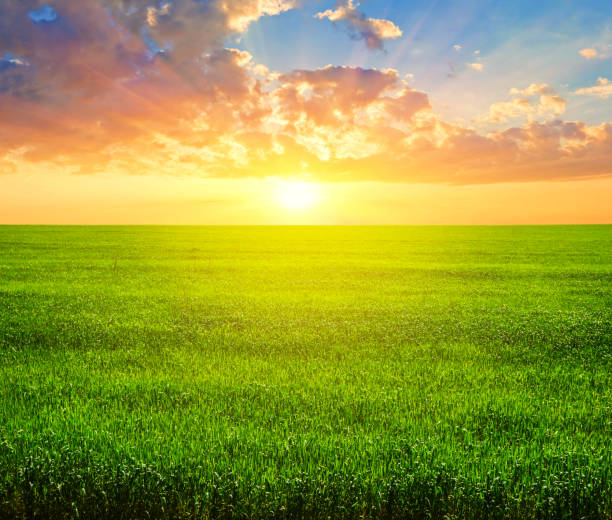 istock green rural field landscape at the sunset 1267278823