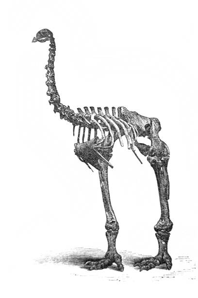 istock Moa skeleton in the old book Encyclopedia by I.E. Andrievsky, vol. 5, S. Petersburg, 1891 1267279075
