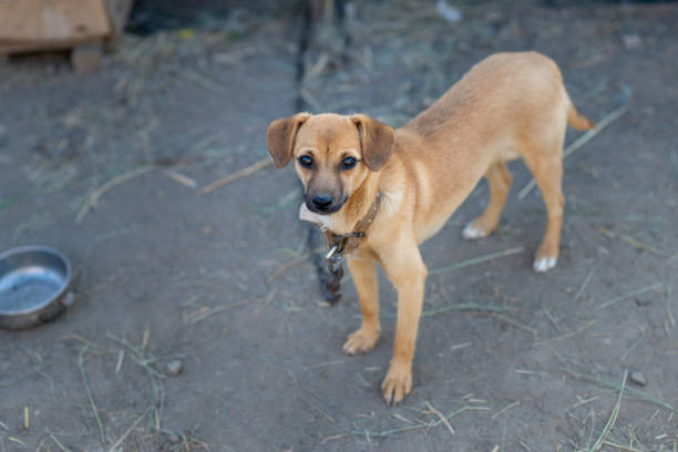 istock A small red dog on a chain looks with sad eyes. 1267279970