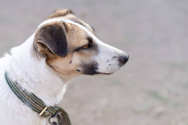 istock A white dog with a red muzzle looks to the right with an attentive gaze 1267279990