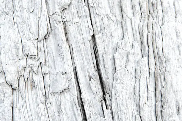 Texture of surface of a driftwood with deep longitudinal cracks