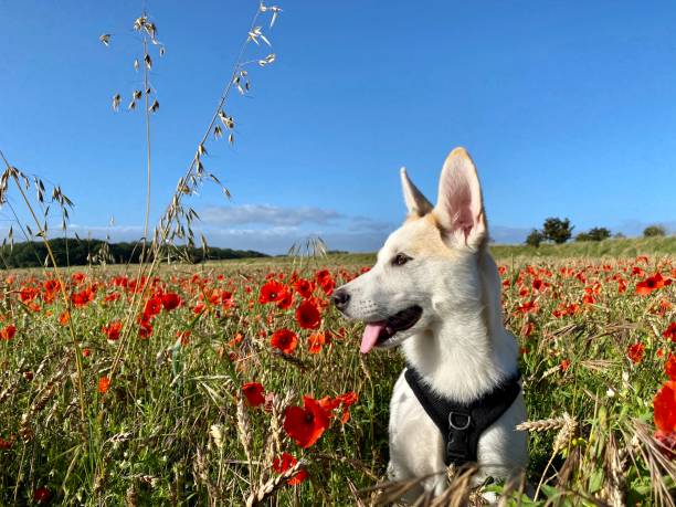 istock Puppy in a poppy field 1267281696