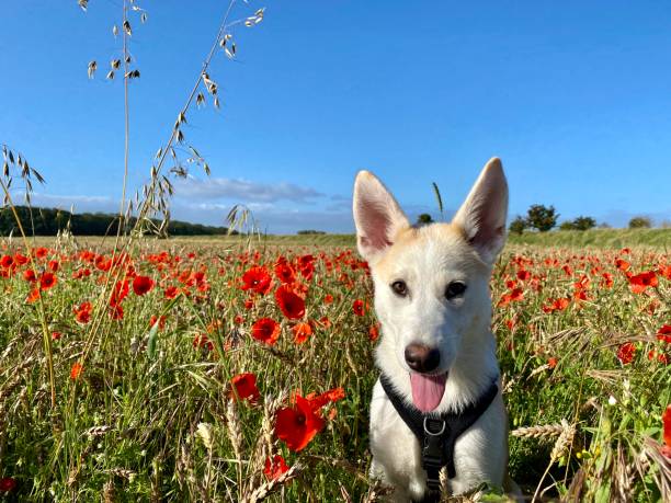 istock Puppy in a poppy field 1267281716