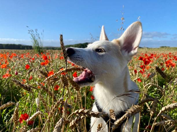 istock Puppy in a poppy field 1267281738