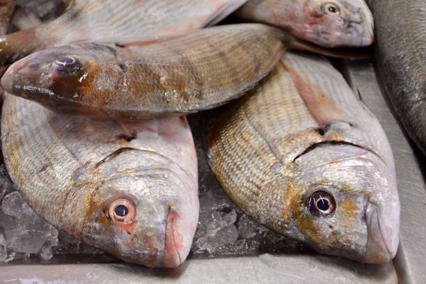 pesce fresco - fish catch of fish seafood red snapper foto e immagini stock