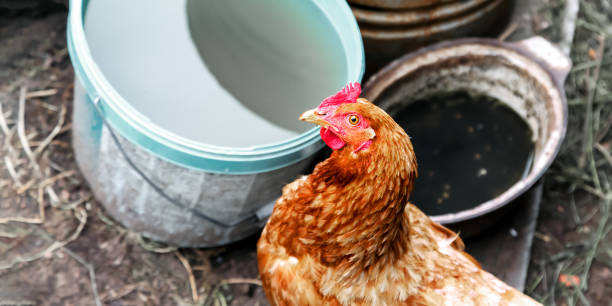 istock brown hen head looking straight stands at buckets with water 1267283864
