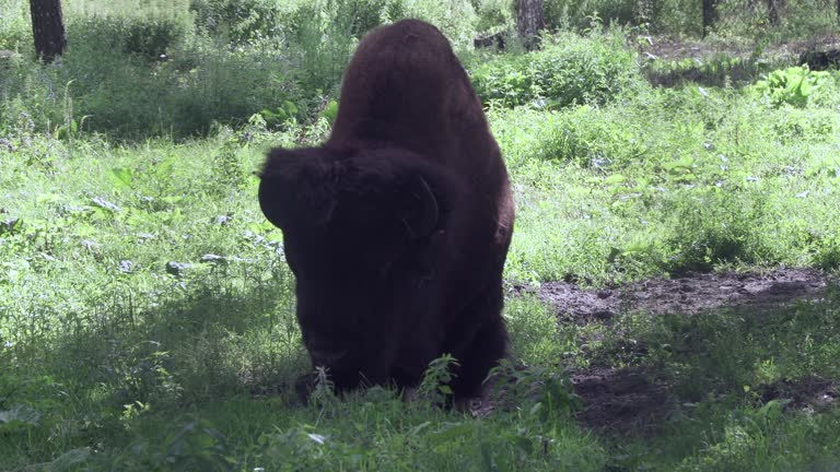 Bison in the forest