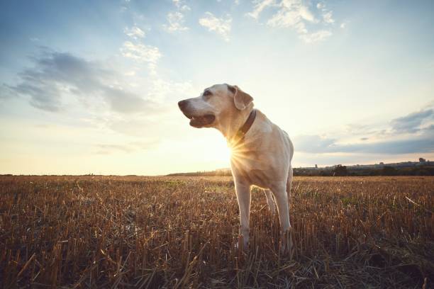 Old dog at sunset. Labrador retriever walking on field.