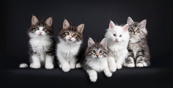 Row of five Norwegian Forestcat kittens sitting beside each other in perfect row, all looking curious to camera. Isolated on black background.