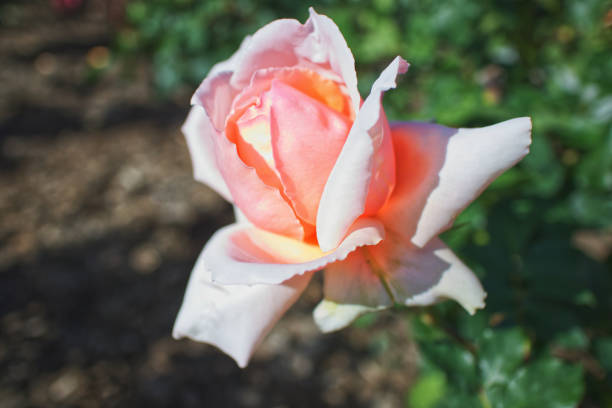 jardines botánicos de flores rosas rosas - 5519 fotografías e imágenes de stock