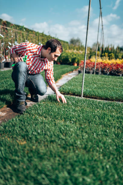 gärtner, der das gras überprüft - lawn mowing gardening obsessive stock-fotos und bilder