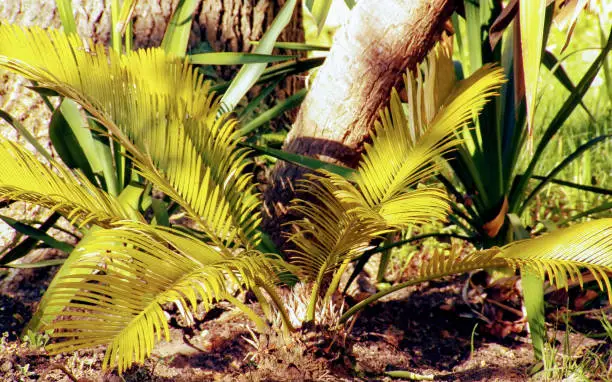 A dry base part of a phoenix with yellow palm frond of middle size shooted close-up with shadow on the ground in a 16x10 photography