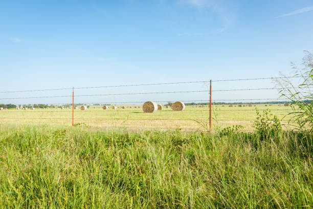 Extremely shallow depth of field. Wooden fence post with barbed wire, surrounded by a field of rye.