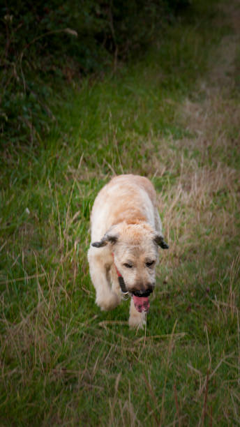 istock Dog in the grass 1267289299