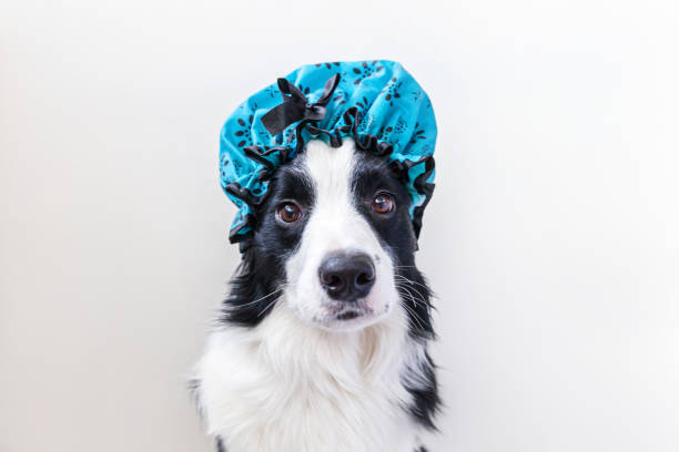 Funny studio portrait of cute puppy dog border collie wearing shower cap isolated on white background. Cute little dog ready for wash in bathroom. Spa treatments in grooming salon Funny studio portrait of cute puppy dog border collie wearing shower cap isolated on white background. Cute little dog ready for wash in bathroom. Spa treatments in grooming salon dog grooming stock pictures, royalty-free photos & images