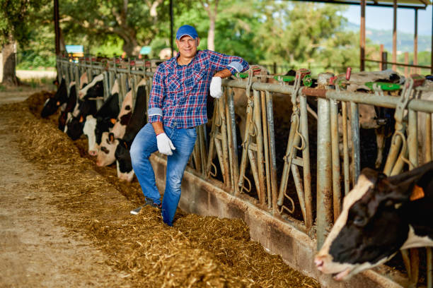istock Farmer is working on farm with dairy cows 1267290448
