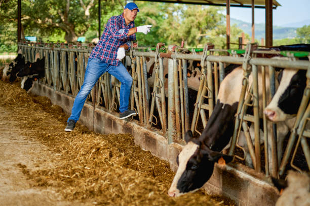 istock Farmer is working on farm with dairy cows 1267290464