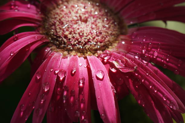 istock Pink Gerbera flower blossom with water drops - close up 1267290543