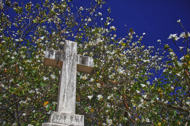 каменный крест с белым цветущим деревом - old cross shape stone weathered стоковые фото и изображения