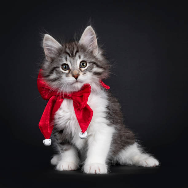 chaton norvégien mignon avec le ruban rouge sur le noir - bow pets small velvet photos et images de collection