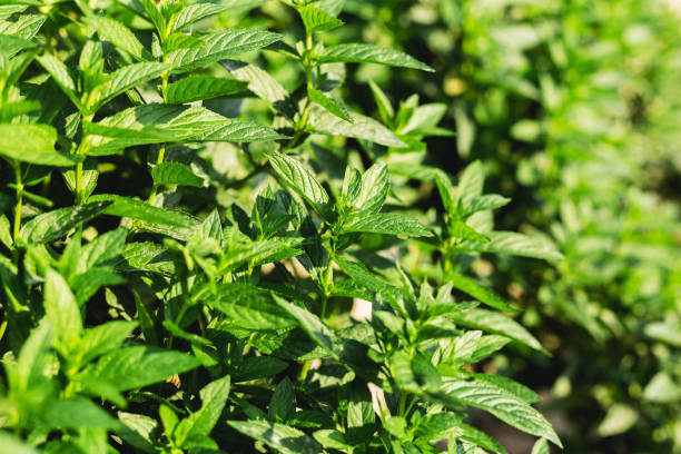 istock Green fresh Mint Plant Grow Background. Peppermint leaves pattern layout with spearmint herbs. Mint leaves harvest for food, cocktails, mojito, seeds, essential oils traditional Alternative medicine. 1267291838