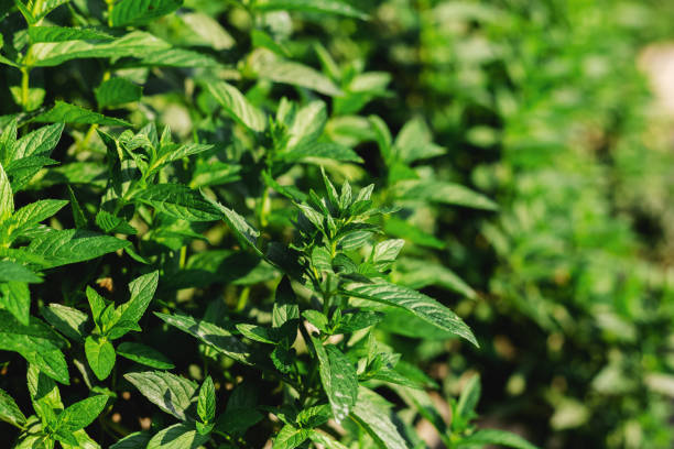 istock Green fresh Mint Plant Grow Background. Peppermint leaves pattern layout with spearmint herbs. Mint leaves harvest for food, cocktails, mojito, seeds, essential oils traditional Alternative medicine. 1267291845