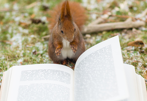Adorable smart animal student reading a story from a book lying on the grass of a forest during winter.
