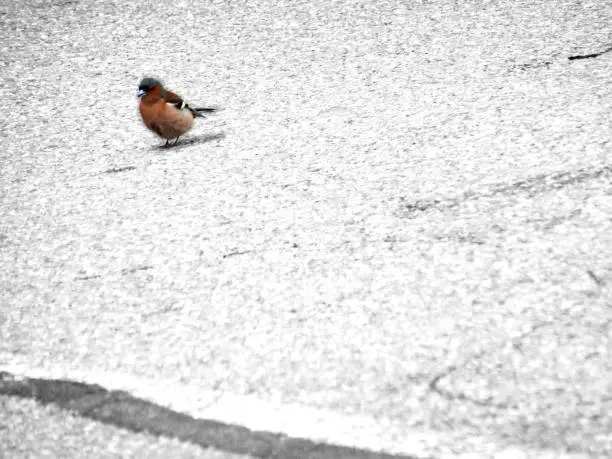 A naturally colored with red chest part bird who was walking on the gray asphalt. Shooted full length with angle view edited. Scenic robin bird