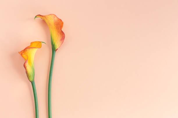 istock Beautiful yellow Calla Lilies flowers on a peach pastel background. 1267296743