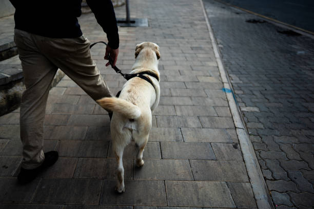 istock Labrador puppy walking in street 1267296995