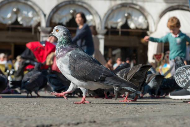 Pigeon walk along Piazza San Marco in Venice. Close-up, selective focus.