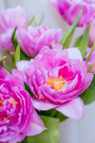 istock Beautiful magenta tulip flower bouquet 1267298867