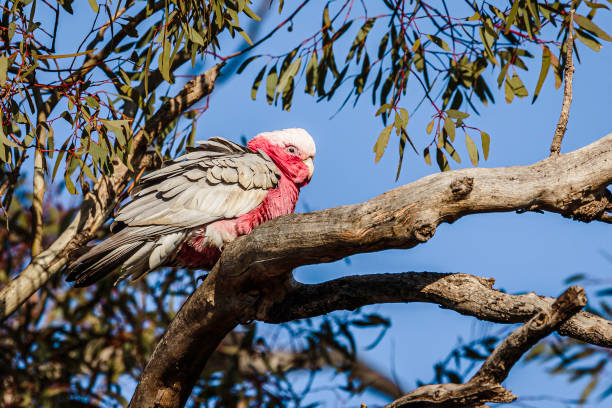 istock Galah male on a branch 1267299005