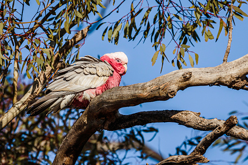 Galah male on a branch at Goorooyarroo Nature Reserve, ACT on a winter morning in August 2020