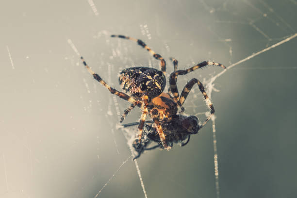 araignée croisée sur une toile avec la proie attrapée - cross spider photos et images de collection