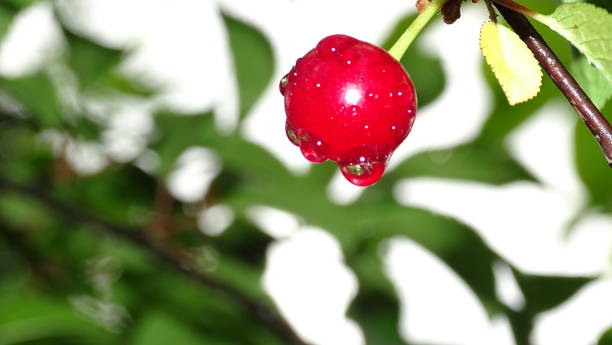 istock Red cherry with a drop from the rain among green leaves. Background image. 1267303903
