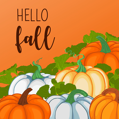 Set of Hand Drawn Pumpkins. Halloween decoration. Autumn Concept. Design Element for Thanksgiving Invitation Cards.