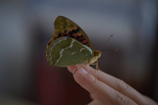istock Butterfly on a hand - The Cardinal (Argynnis pandora) 1267308460