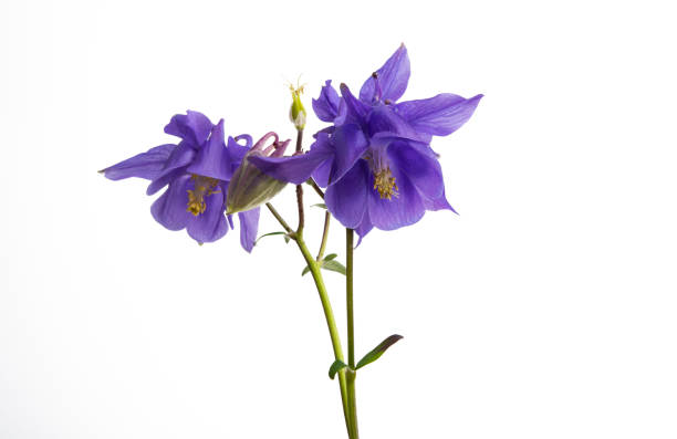 istock aquilegia flower isolated 1267311221