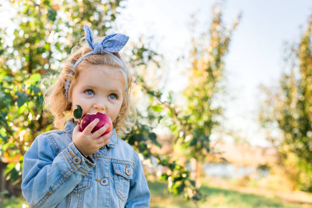 urocza dziewczynka jedząca dojrzałe organiczne czerwone jabłko w sadzie apple jesienią. fair kręcone włosy europejskiej dziewczynki dziecko w dżinsowym garniturze na farmie. harvest concept, zbieranie jabłek, zbiory. - juicy childhood colors red zdjęcia i obrazy z banku zdjęć