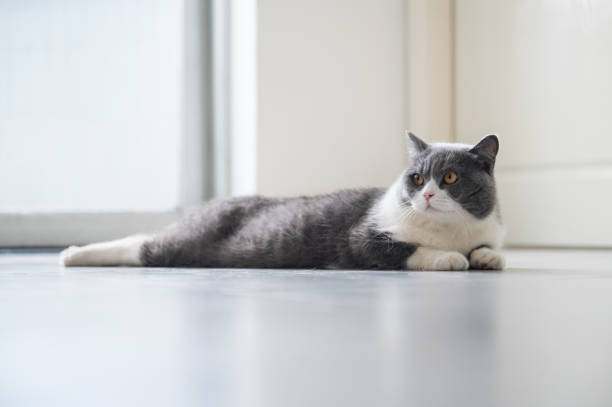 Cute British Shorthair lying on the floor
