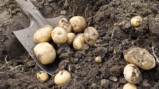 Fresh Potatoes from field