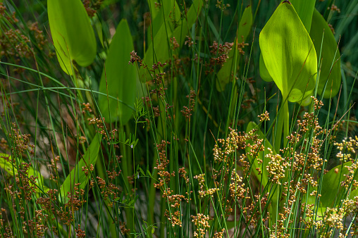 Close up of lush leaves of arrowhead and rush bog plants growing in a water garden.