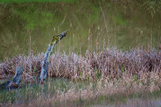 istock Cattails and decaying tree trunks in wetlands 1267315710