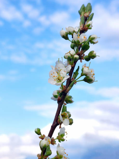 istock sping blooming plum branch with white flowers on a blue sky and white clouds 1267317932