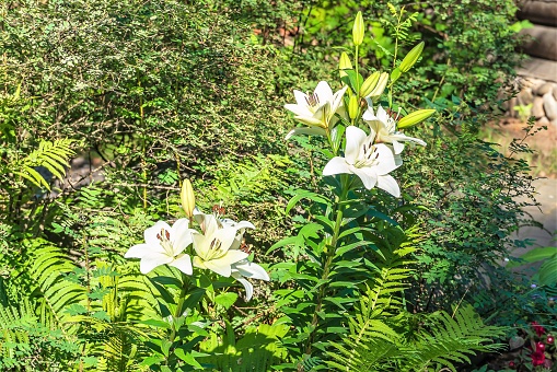 Magnificent white flowers among lush green vegetation, flower beds in the garden, white structural petals, pistils and stamens, buds and leaves, nature, natural beauty, summer, flowering plant, flowers, sunlight.